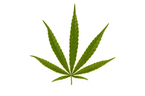 Zöld Canabis Marihuana Szántóföldi Gazdaságon — Stock Fotó