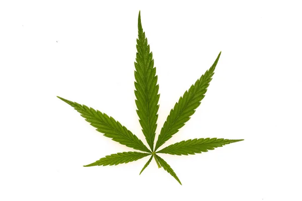 Groene Canabis Marihuana Veld Boerderij — Stockfoto