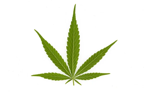 Gröna Kanabis Marijuana Fält Gård — Stockfoto
