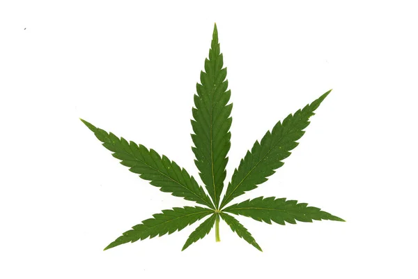 Piękny Liść Konopi Polu Marihuany Pod Błękitnym Niebem Słońcem Chmurami — Zdjęcie stockowe
