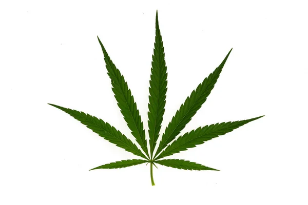 Piękny Liść Konopi Polu Marihuany Pod Błękitnym Niebem Słońcem Chmurami — Zdjęcie stockowe