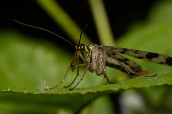 Krásný Hmyz Jaře Listech Trávě — Stock fotografie