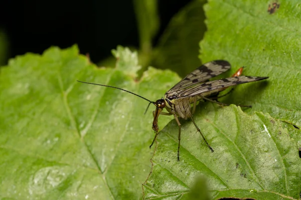 Hermoso Insecto Primavera Hoja Hierba —  Fotos de Stock