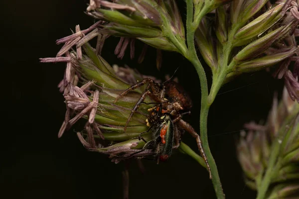 Hermoso Insecto Primavera Hoja Hierba — Foto de Stock