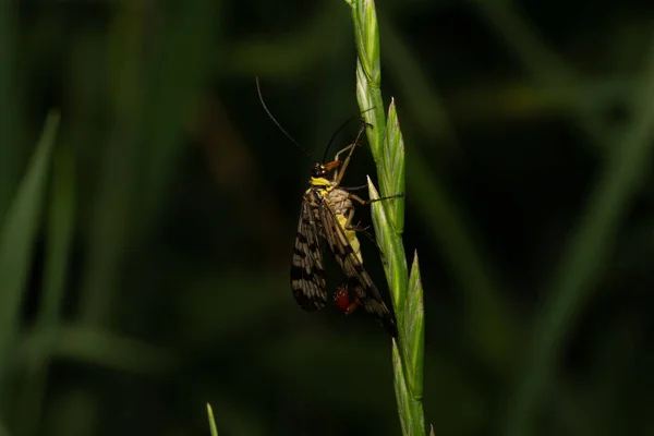 Schönes Insekt Frühling Auf Blatt Gras — Stockfoto