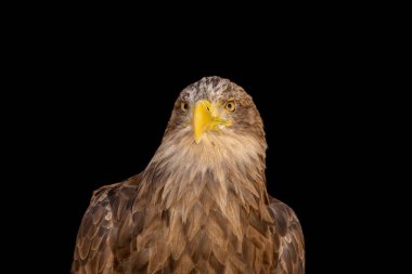 close portrait of an eagle head isolated background