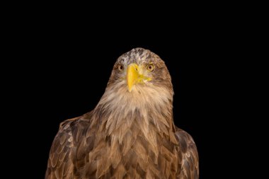 close portrait of an eagle head isolated background