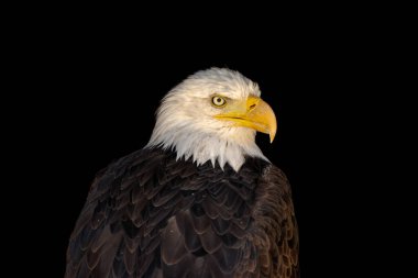 close portrait of an eagle head isolated background
