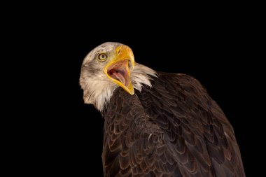 close portrait of an eagle head isolated background