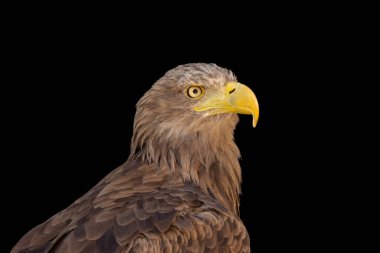 close portrait of an eagle head isolated background
