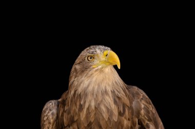 close portrait of an eagle head isolated background