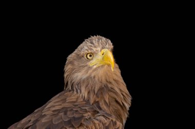 close portrait of an eagle head isolated background