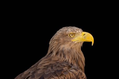 close portrait of an eagle head isolated background