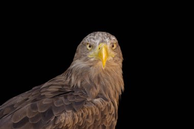 close portrait of an eagle head isolated background