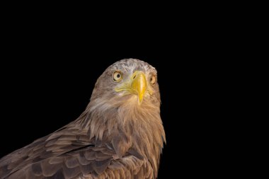 close portrait of an eagle head isolated background