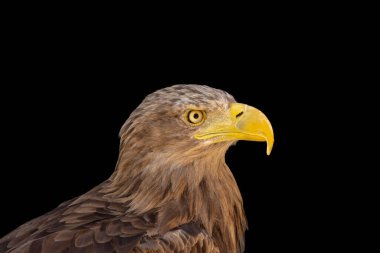 close portrait of an eagle head isolated background