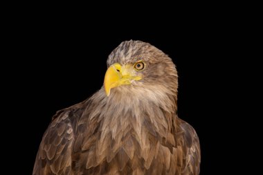 close portrait of an eagle head isolated background