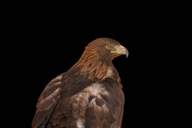 close portrait of an eagle head isolated background