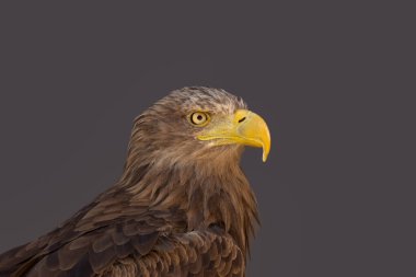 close portrait of an eagle head isolated background