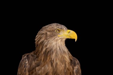 close portrait of an eagle head isolated background