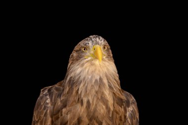 close portrait of an eagle head isolated background