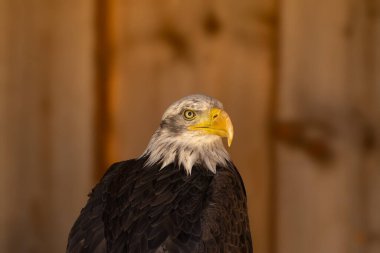 close portrait of an eagle head isolated background