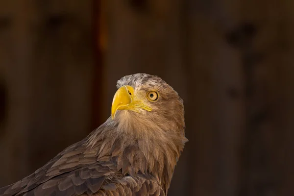 Close Portrait Eagle Head Isolated Background — Fotografia de Stock