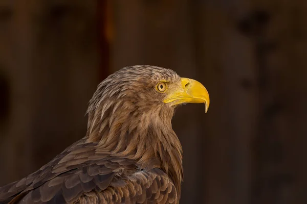 close portrait of an eagle head isolated background