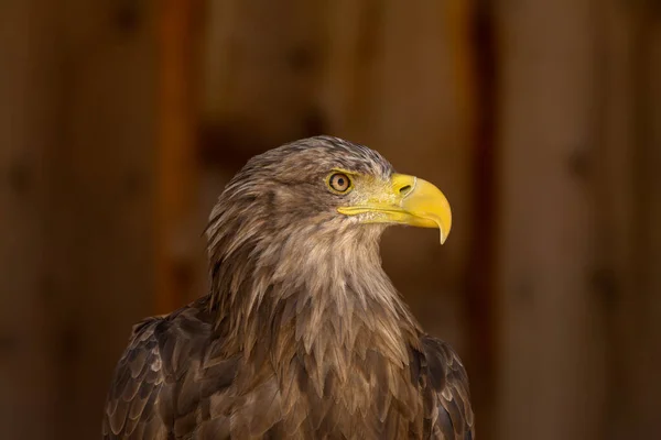 close portrait of an eagle head isolated background