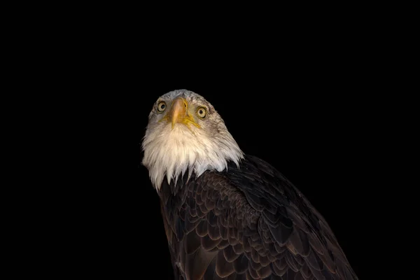 close portrait of an eagle head isolated background