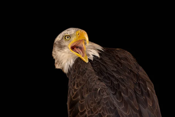 Close Portrait Eagle Head Isolated Background — 스톡 사진