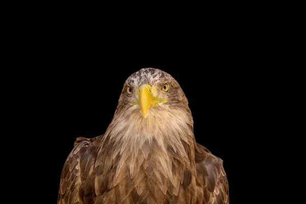 close portrait of an eagle head isolated background