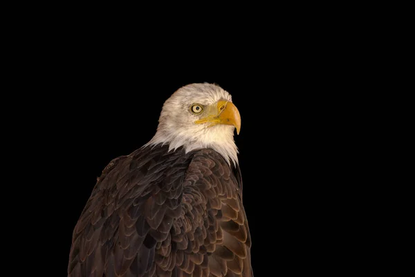 Close Portrait Eagle Head Isolated Background —  Fotos de Stock