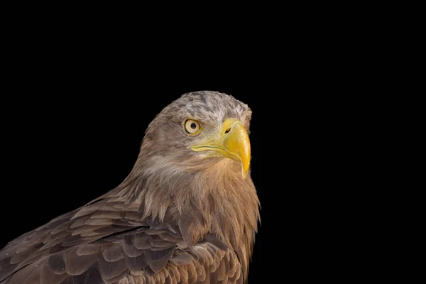 Close Portrait Eagle Head Isolated Background — Zdjęcie stockowe