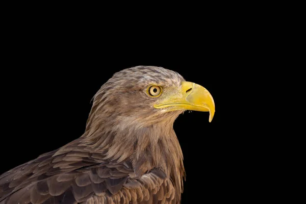 Close Portrait Eagle Head Isolated Background — Zdjęcie stockowe