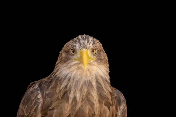Close Portrait Eagle Head Isolated Background — 스톡 사진