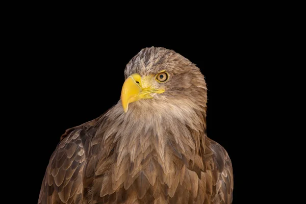 close portrait of an eagle head isolated background