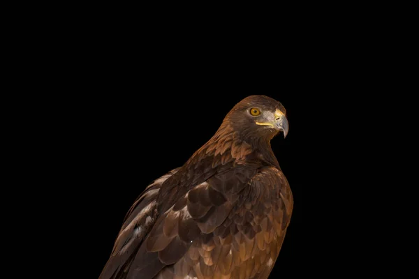 Close Portrait Eagle Head Isolated Background — Zdjęcie stockowe