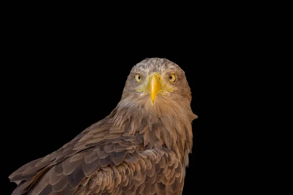 close portrait of an eagle head isolated background