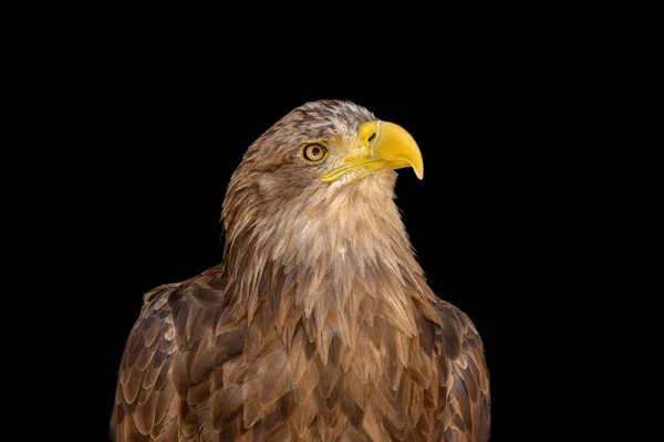 Close Portrait Eagle Head Isolated Background — 스톡 사진