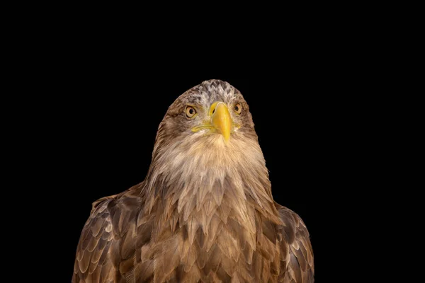 Close Portrait Eagle Head Isolated Background — Stockfoto
