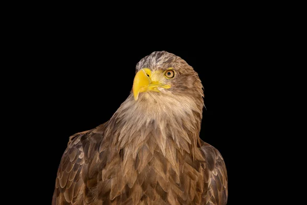 Close Portrait Eagle Head Isolated Background — Stok fotoğraf