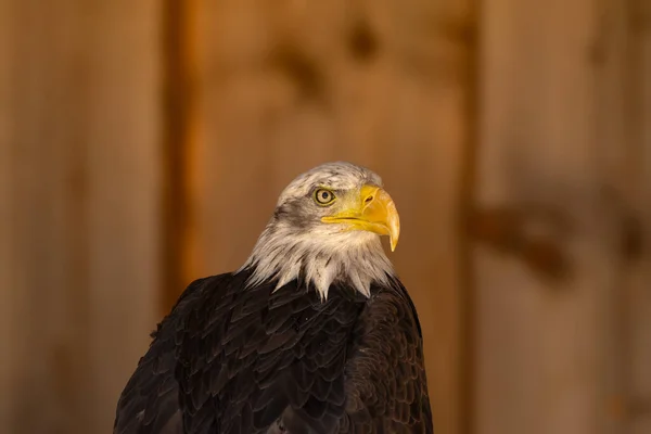Close Portrait Eagle Head Isolated Background — Foto Stock
