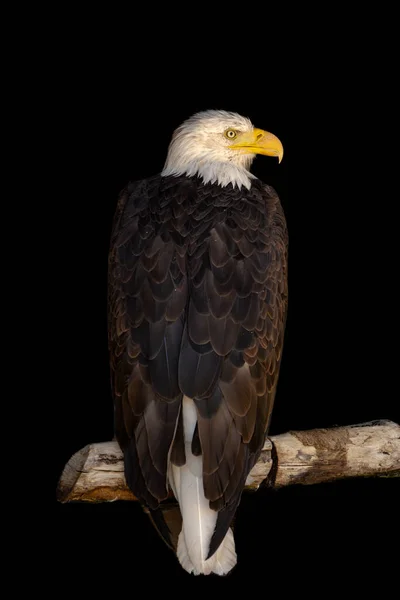 Close Portrait Eagle Head Isolated Background — 스톡 사진