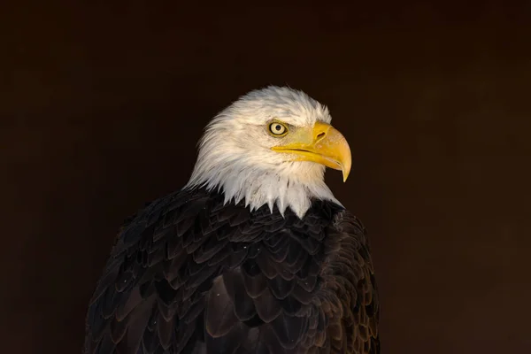 Close Portrait Eagle Head Isolated Background —  Fotos de Stock