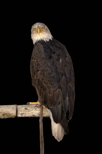 Close Portrait Eagle Head Isolated Background — Stockfoto