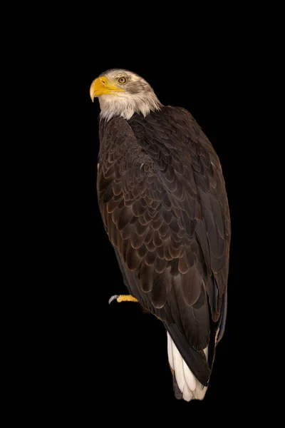 close portrait of an eagle head isolated background