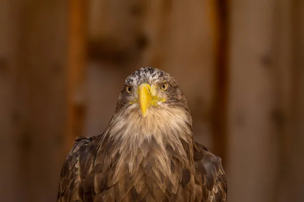 Close Portrait Eagle Head Isolated Background — Stock Photo, Image