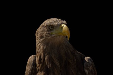 close portrait of an eagle head isolated background