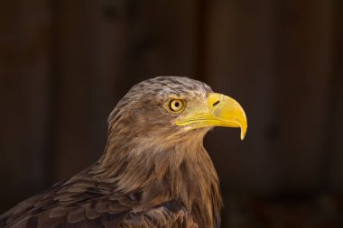 close portrait of an eagle head isolated background